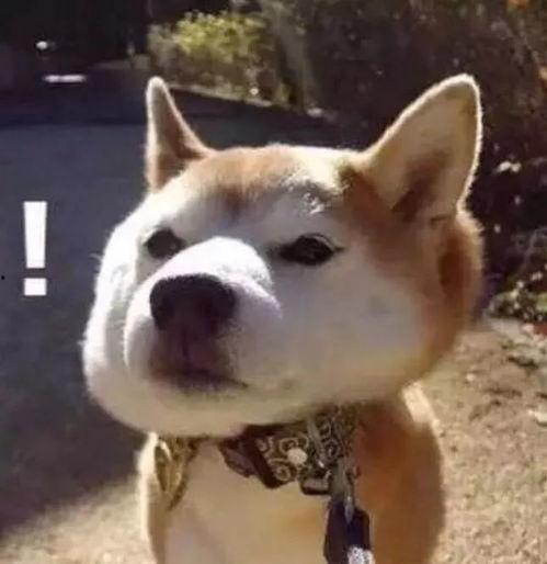 娱乐吃瓜君傻狗的日常